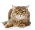 Portrait of serious adult cat. on white background Royalty Free Stock Photo