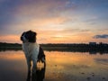Portrait of serious and attentive border collie dog standing in a pond water over sunset background with reflection on the lake Royalty Free Stock Photo