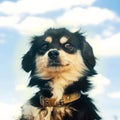 Portrait of a serious black dog with human emotionson a blue sky background. domestic pet, animal Royalty Free Stock Photo