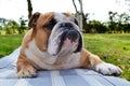 Portrait of serious calm English bulldog on nature