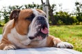 Portrait of serious calm English bulldog shows tongue