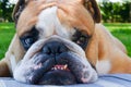 Portrait of serious calm English bulldog with teeth