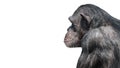 Portrait of serious Chimpanzee in profile at white background, closeup, details Royalty Free Stock Photo