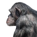 Portrait of serious Chimpanzee in profile at white background, closeup, details Royalty Free Stock Photo