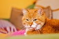 Portrait of serious ginger cat sitting on pink pillows on couch, and looking at the camera