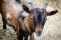 The portrait of goat