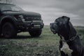 Grey Cane corso dog is sitting in autumn forest