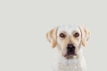 PORTRAIT SERIOUS LABRADOR RETRIEVER DOG ON BEIG COLORED BACKGROUND Royalty Free Stock Photo