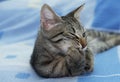 Portrait of serious little kitten relaxing on a sofa, 3 month old kitten