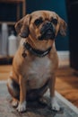 Portrait of a serious looking puggle sitting on a floor at home