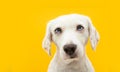 Portrait serious puppy dog. Isolated on yellow background