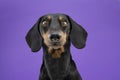 Portrait serious teckel dog. Isolated on purple colored background