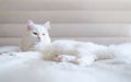 Portrait of serious white cat lying on the sofa in the comfort of apartment Royalty Free Stock Photo