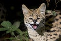 Portrait of Serval, leptailurus serval, Young Snarling Royalty Free Stock Photo
