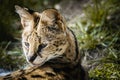 Portrait of a serval Royalty Free Stock Photo