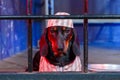 Portrait of severe dachshund dog in striped prison uniform with cap, sitting behind bars for crimes committed, front