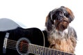 Portrait of a shaggy dog with a guitar Royalty Free Stock Photo
