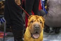 Portrait of Shar Pei dog on red leash. Front view. Chinese shar pei puppy portrait. Royalty Free Stock Photo