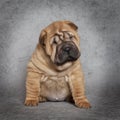 Portrait of Shar-Pei puppy dog Royalty Free Stock Photo