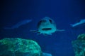 Portrait of a shark in the aquarium.