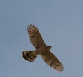 Sharp-shinned hawk flying Royalty Free Stock Photo