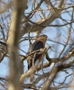 Sharp-shinned hawk portrait Royalty Free Stock Photo