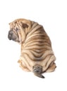 Portrait of sharpei puppy Royalty Free Stock Photo