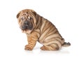 Portrait of sharpei puppy dog