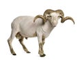 Portrait of shaved Arles Merino ram, 1 year old Royalty Free Stock Photo