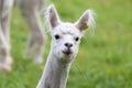 Portrait of a Sheared Alpaca Royalty Free Stock Photo