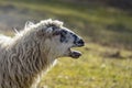 portrait of sheep bleating Royalty Free Stock Photo