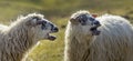 Portrait of sheep bleating Royalty Free Stock Photo