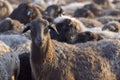 A portrait of sheep. Breeding of karakul sheeps for wool. Selective focus