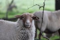 portrait of a sheep with brown face and white fur Royalty Free Stock Photo