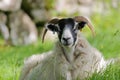 Portrait of a sheep in Camastianavaig near Portree, Isle of Skye, Highlands, Scotland, UK Royalty Free Stock Photo