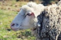 Portrait of Sheep Royalty Free Stock Photo