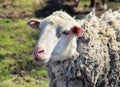 Portrait of Sheep Royalty Free Stock Photo