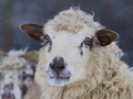 Portrait of sheep close up in winter landscape Royalty Free Stock Photo