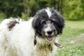 Portrait of a sheep dog in Maramures, Romania Royalty Free Stock Photo
