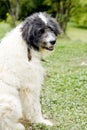 Portrait of a sheep dog in Maramures, Romania Royalty Free Stock Photo