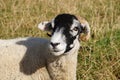 Portrait of a Sheep with an enigmatic expression