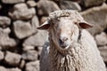 Portrait of a sheep in front of a stone wall background