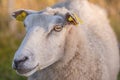 Portrait of a sheep in a heather meadow during sunset in Rebild National Park, Denmark. Closeup of one woolly sheep