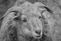 Portrait of a sheep with horns