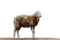 Portrait of a sheep isolate wite background.