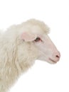 Portrait sheep Royalty Free Stock Photo