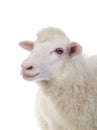 portrait sheep Royalty Free Stock Photo