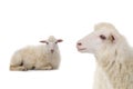 Portrait sheep isolated on white background Royalty Free Stock Photo