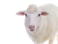 Portrait sheep