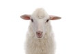 portrait sheep isolated on white background Royalty Free Stock Photo